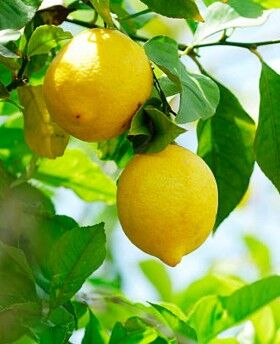 Limones en el árbol