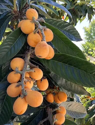 Nísperos maduros en el árbol
