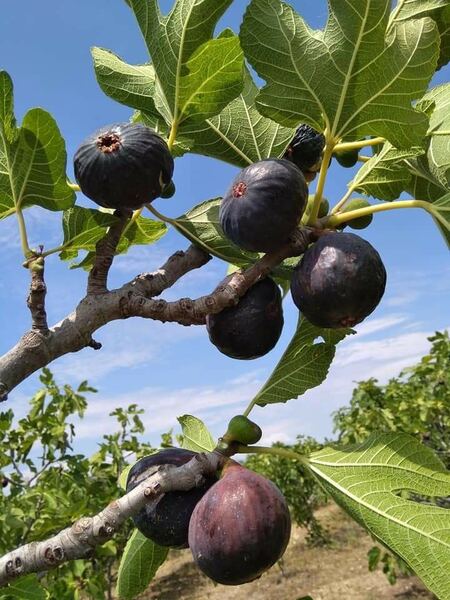 Higos maduros en la rama de la higuera