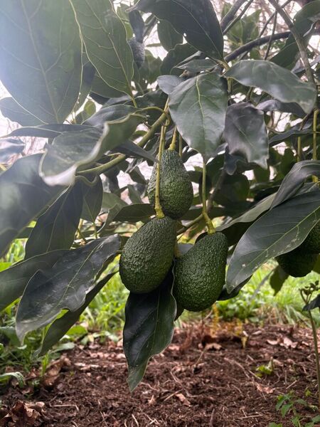 Aguacates colgando del árbol